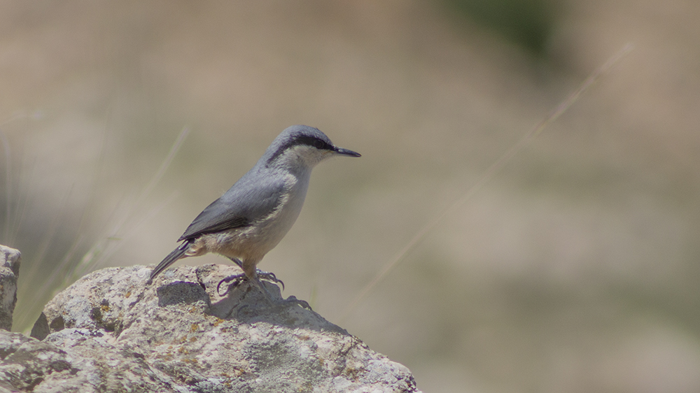 Eastern Rock Nuthatch